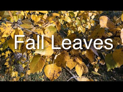 how to kill fungus on plant leaves