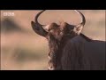 Massive Nature: Crocodile Strikes Wildebeest!