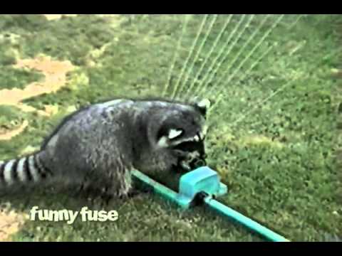 Raccoon Water Harp Sprinkler Solo Performance