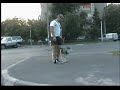Amazing siberian dog training JUMPS!!