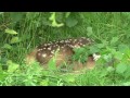 Fieldsports Britain - Bambi-catching, chalkstream trout and pesky dassies