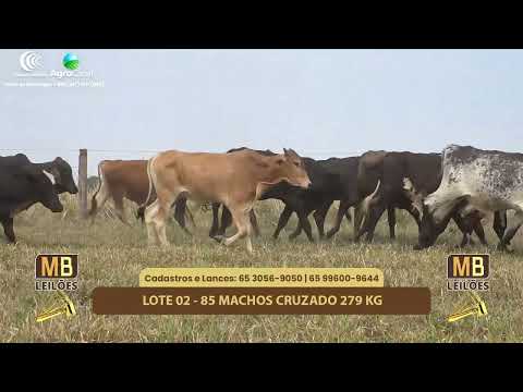 522 LEILO VIRTUAL MB LEILES