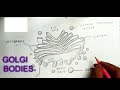 View 23 Golgi Apparatus Diagram