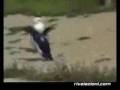 videos de video divertenti...è mangiato cm me