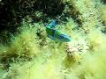 DONZELLA PAVONINA (Pizza di re), Fish \"Damsel PAVONINA\" colored