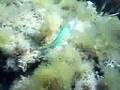 videos de DONZELLA PAVONINA (Pizza di re), Fish 