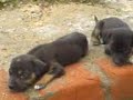 Puppy sneeze