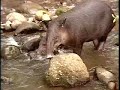 Maya Forest, Guatemala - The Nature Conservancy