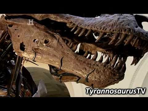 Tyrannosaurus-Rex
