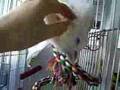 Lola video 1