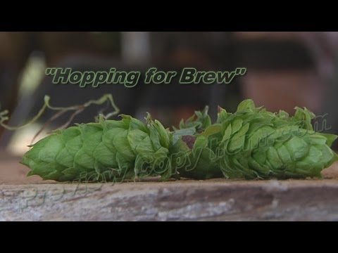 how to harvest hops
