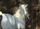*The Arabian Stallions*