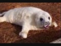 Help Animals