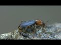 The amazing defense strategy of the Bombardier beetle Brachinus explodens + Brachinus crepitans