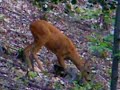 srnec lesn� Capreolus capreolus