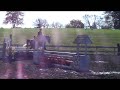 warmblood for sale