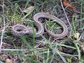 Snake in the Grass