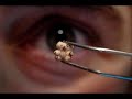 World Record Smallest Teddy Bear!!