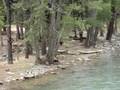 videos de Bear on Animas River, Colorado
