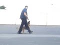 Malinois obedience obediencia