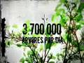 Greenpeace: Amazônia