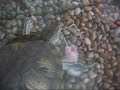 Turtle Devouring Mouse