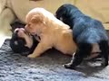 Havanese-puppies from Kennel Shakatak! (Music By ERA) Havanese-puppies from Kennel Shakatak! (Music By ERA)