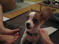 ponce the papillon