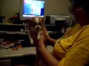 my dog chachi dancing