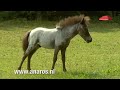 spelende falabella veulens