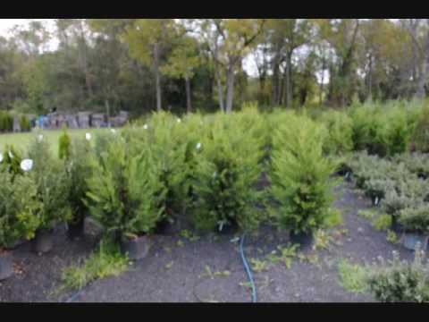 how to fertilize arborvitae trees