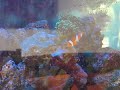 Nemo in FrogSpawn 1 Nemo in FrogSpawn 1