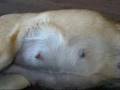 Unborn pups kicking
