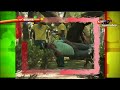Los Destrampados – Paseando las Mascotas