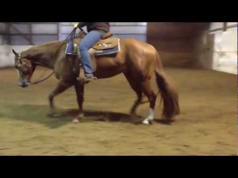 horses grand national horses grand national