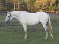 Molly - 14.1 hh Welsh x Arabian Mare