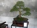 Bonsai 1