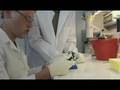 Biotechnologie mit Pflanzen (Teil 1): Neue Wirkstoffe mit Hilfe von Moosen