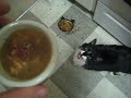 Andy the Cat looooves his wet food!
