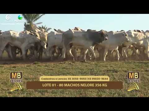 507� LEIL�O VIRTUAL MB LEIL�ES