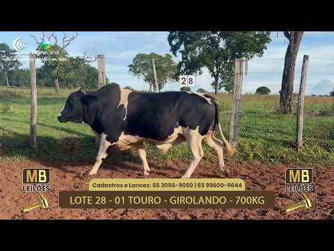 532� LEIL�O VIRTUAL MB LEIL�ES