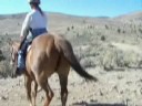 horse  rider conditioning on hill