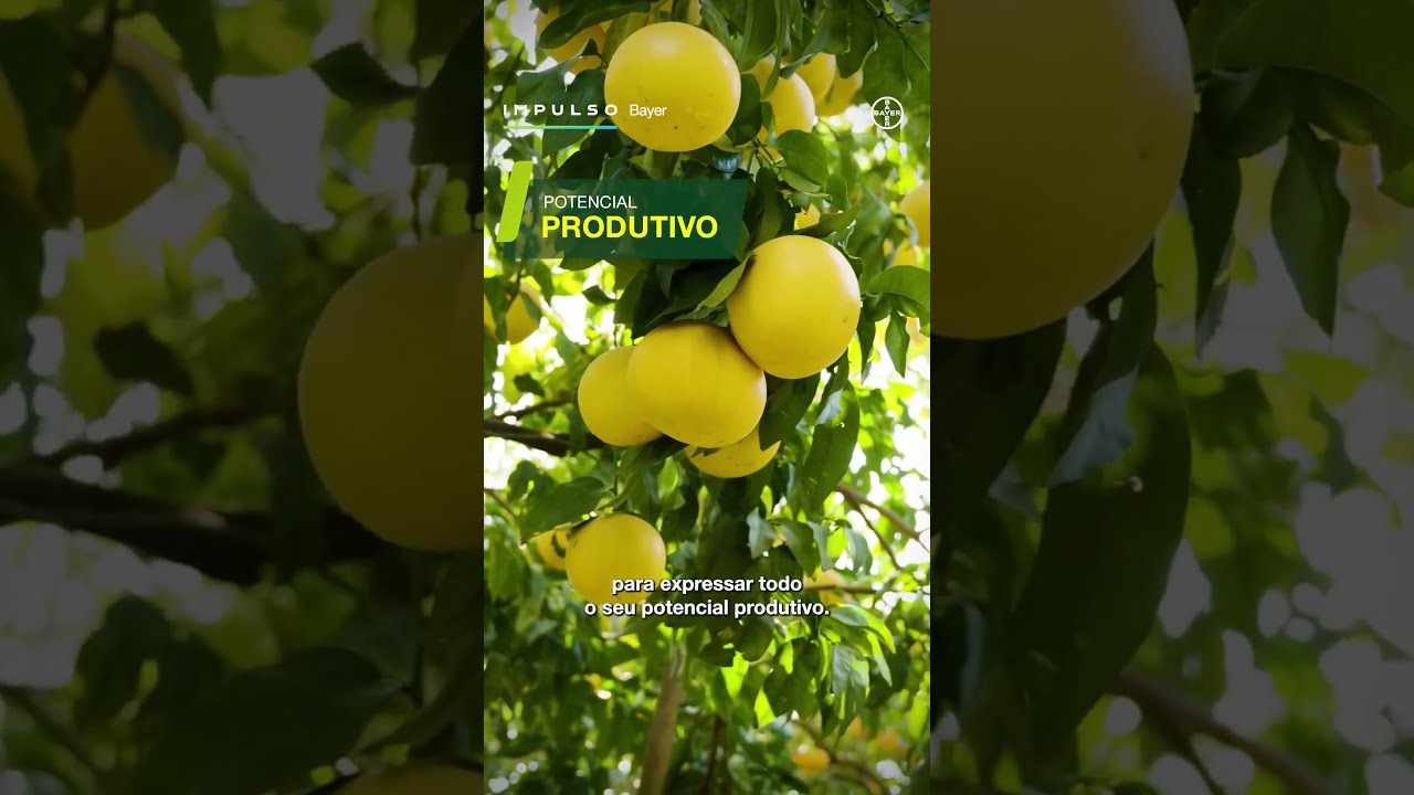 Citros Florada | Impulso Minuto Ep. 06