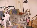 Great Dane Rescue Great Dane Rescue