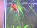 Meu aquario e minha beta 