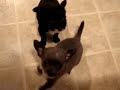 Chihuahua  Puppies