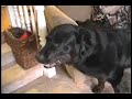 coulter cleanup: carpet
