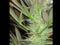 Headbands 1st Marijuana grow slide show ft. Rebelution