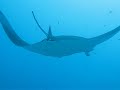Monster Mantas In Maldives