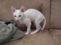 Alpo Cornish Rex, 17 weeks